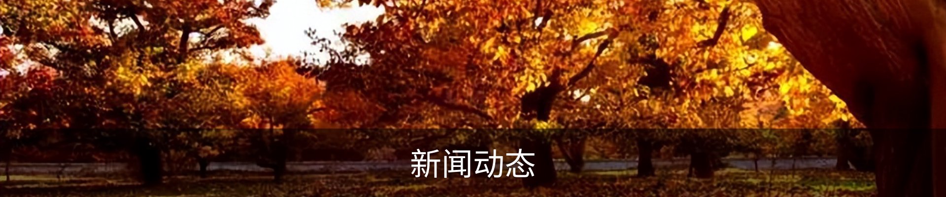 新闻动态
